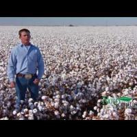 NutriScription: Cotton Producers in the South Plains of Texas